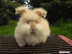 安哥拉长毛兔与獭兔区别，安哥拉獭兔和兔毛有区别吗