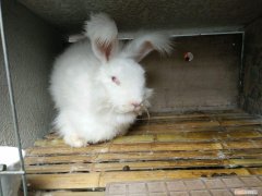 安哥拉长毛兔能活几年，安哥拉兔寿命能长多大