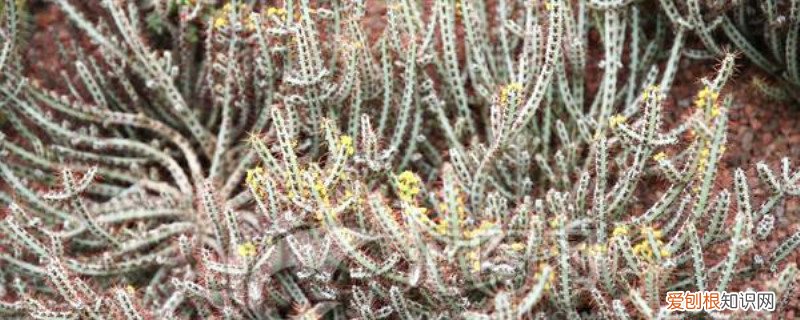 绿麒麟怎么养护和浇水 铜绿麒麟浇水过多怎么办