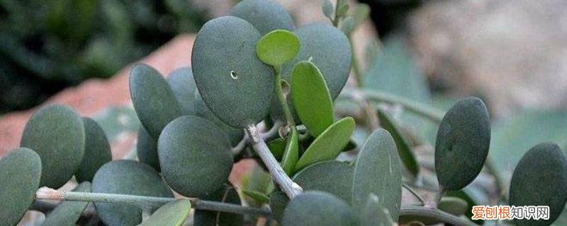 碧雷鼓怎样浇水 碧雷鼓浇水过多怎么办