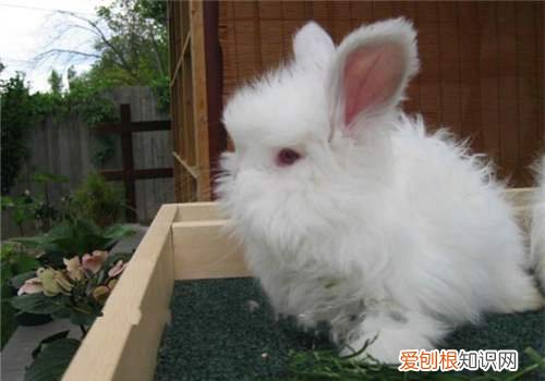 安哥拉长毛兔的价格,安哥拉兔 价格