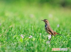 红蓝靛颏鸟怎么饲养，蓝靛颏鸟和红靛颏鸟哪个好