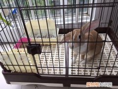 豫丰黄兔打架凶吗，豫丰黄兔的缺点