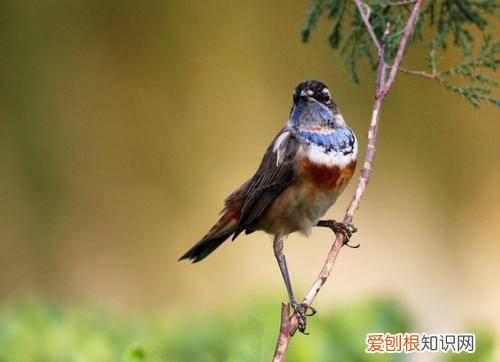 红点颏和蓝点颏的区别,红点颏的挑选