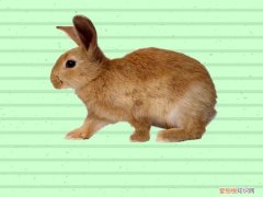 豫丰黄兔怎么养，豫丰黄兔的缺点