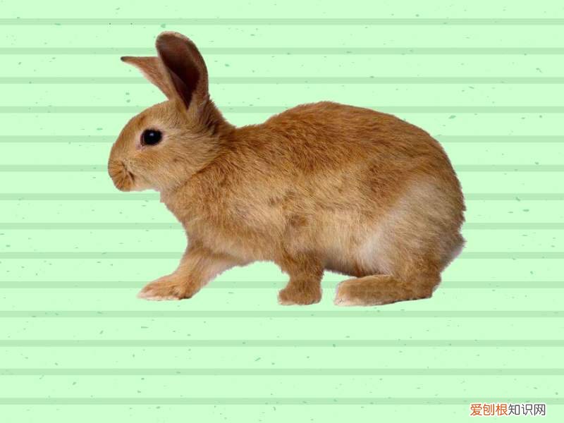 豫丰黄兔怎么养，豫丰黄兔的缺点