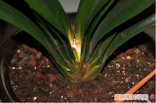 图 君子兰烂心是怎么回事 君子兰烂心怎么办如何救活