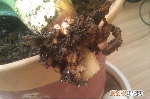 图 君子兰烂心是怎么回事 君子兰烂心怎么办如何救活