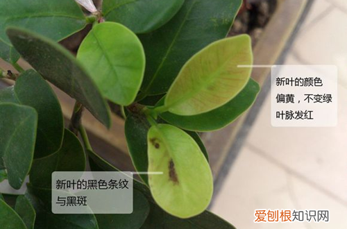图 榕树盆栽叶子长黑斑怎么办？(榕树盆景叶子发黑怎么办)