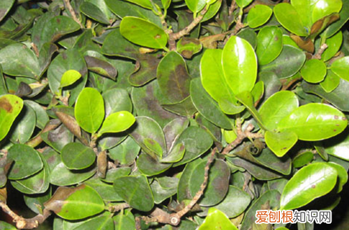 图 榕树盆栽叶子长黑斑怎么办？(榕树盆景叶子发黑怎么办)