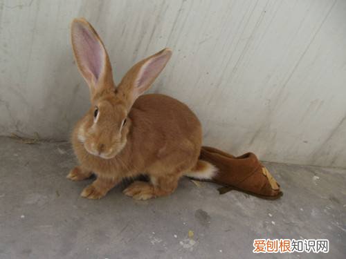 豫丰黄兔吃什么，豫丰黄兔哪里有出售