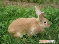 豫丰黄兔和福建黄兔的区别，比豫丰黄兔更好的品种有吗