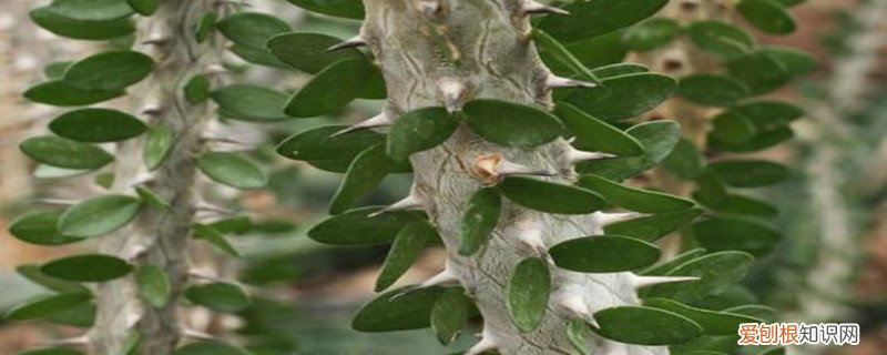 亚蜡木刚买回来怎么处理