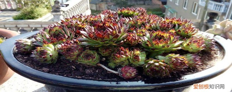 卷绢怎么养 屋卷绢怎么换盆