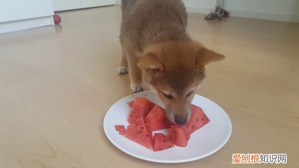 柴犬除了狗粮还能吃啥 柴犬除了狗粮吃什么好