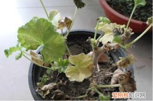图 天竺葵叶片干枯怎么回事 天竺葵叶子发黄怎么办？