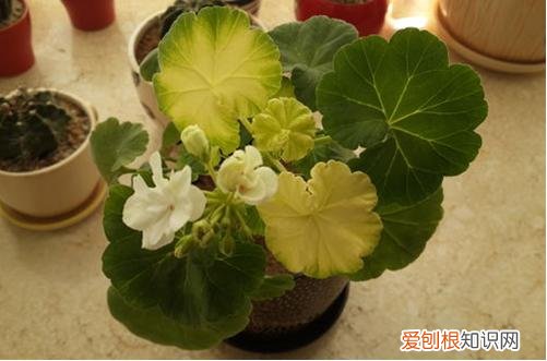 图 天竺葵叶片干枯怎么回事 天竺葵叶子发黄怎么办？