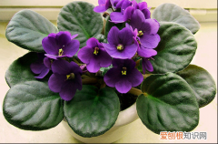 图 紫罗兰怎么养 如何养紫罗兰花