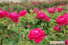 图 玫瑰花何时摘最佳 摘下的玫瑰花怎么长久保存？