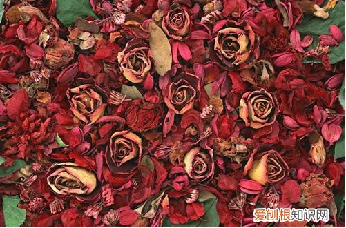 图 玫瑰花何时摘最佳 摘下的玫瑰花怎么长久保存？