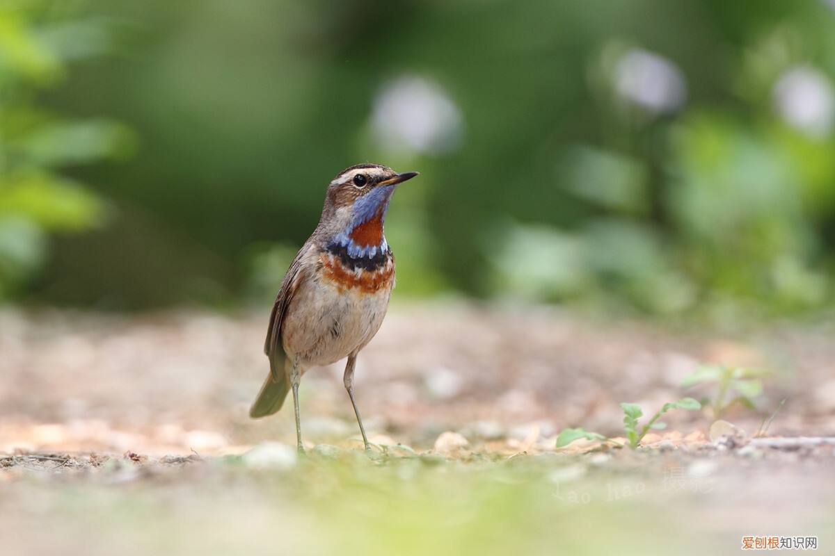 蓝点颏鸟怎么治感冒，红点颏鸟会学什么口
