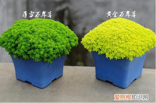图 多肉黄金万年草怎么养 黄金万年草的养殖方法