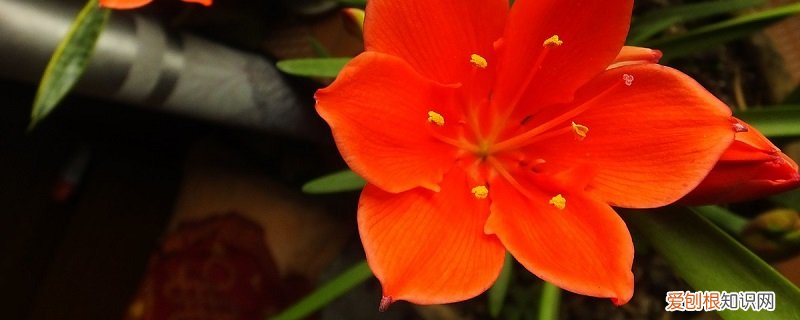 紫根兰的养护方法 紫根兰的养殖方法和注意事项