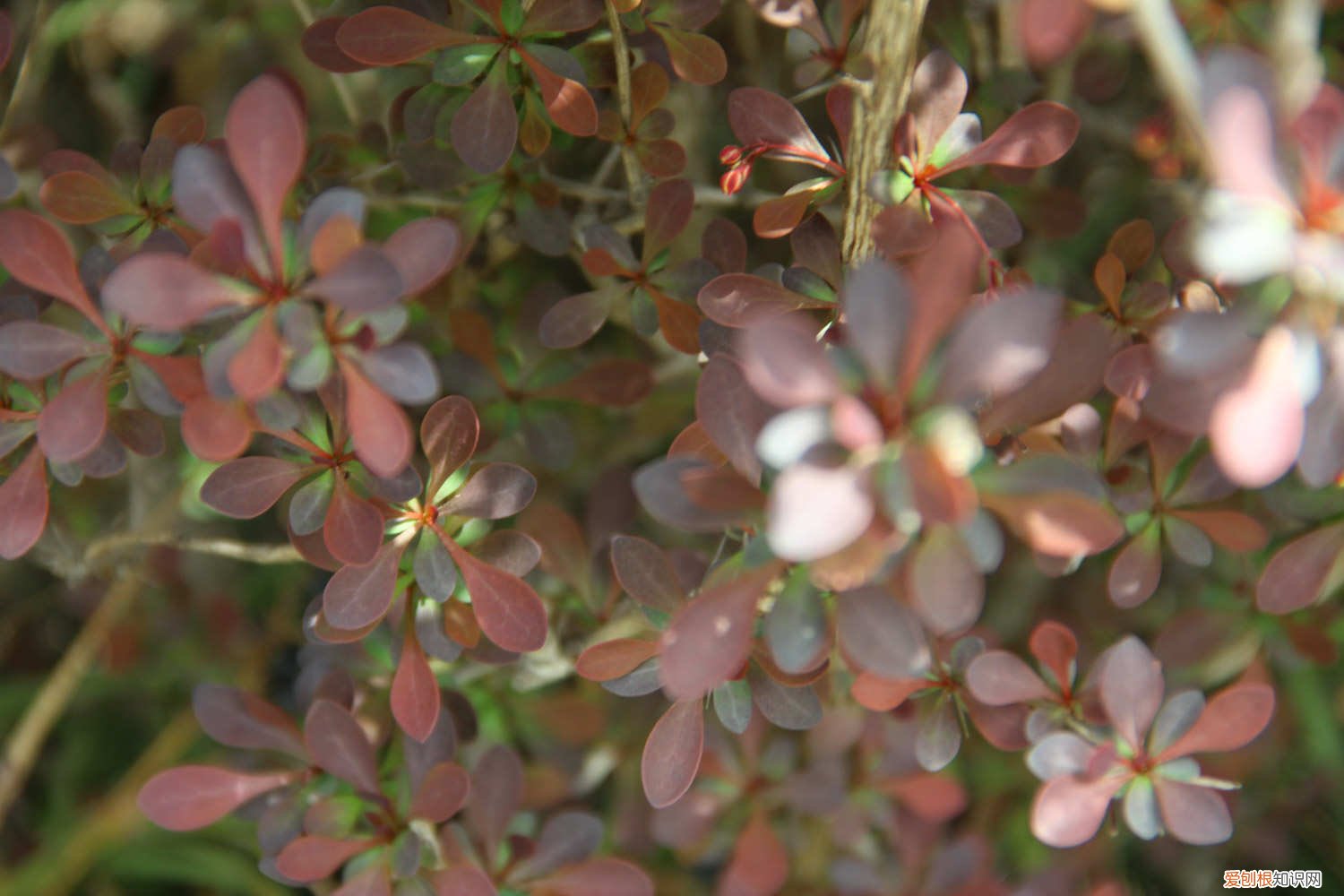 红叶小檗怎么养 紫叶小檗怎么养