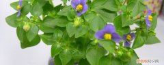 紫珠草的养殖方法 紫芳草的养殖方法
