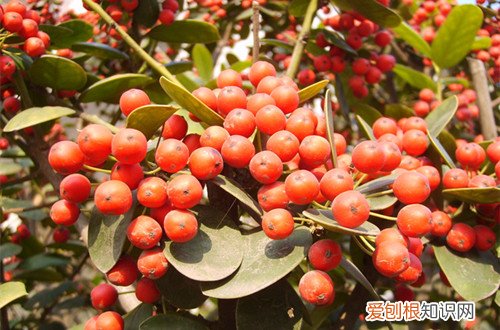 图 盆栽无刺枸骨怎么养 无刺枸骨的养殖方法