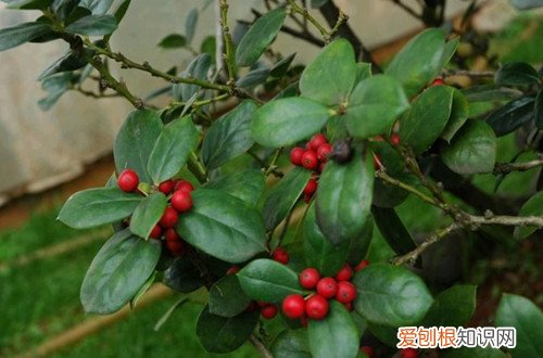图 盆栽无刺枸骨怎么养 无刺枸骨的养殖方法