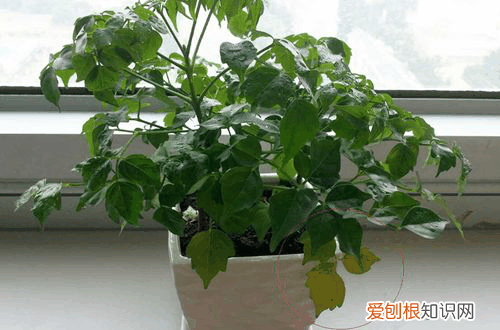 图 幸福树掉叶子怎么办 幸福树掉叶子是怎么回事