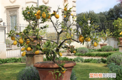 图 柠檬树怎么养 柠檬树能长多大