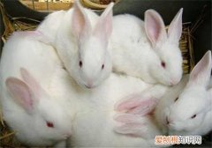 新西兰兔饲料配方，兔饲料最新配方