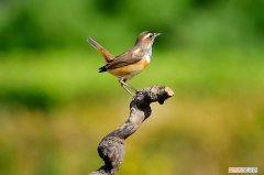 蓝靛颏几月份开始换毛，蓝靛颏换完毛没叫过