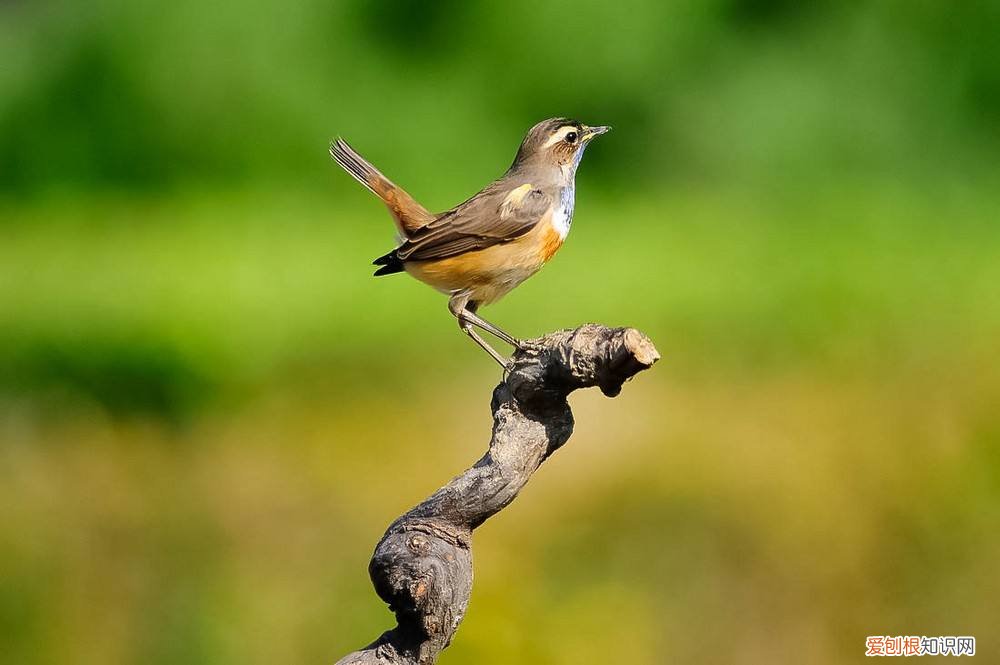 蓝靛颏几月份开始换毛,蓝靛颏换完毛没叫过