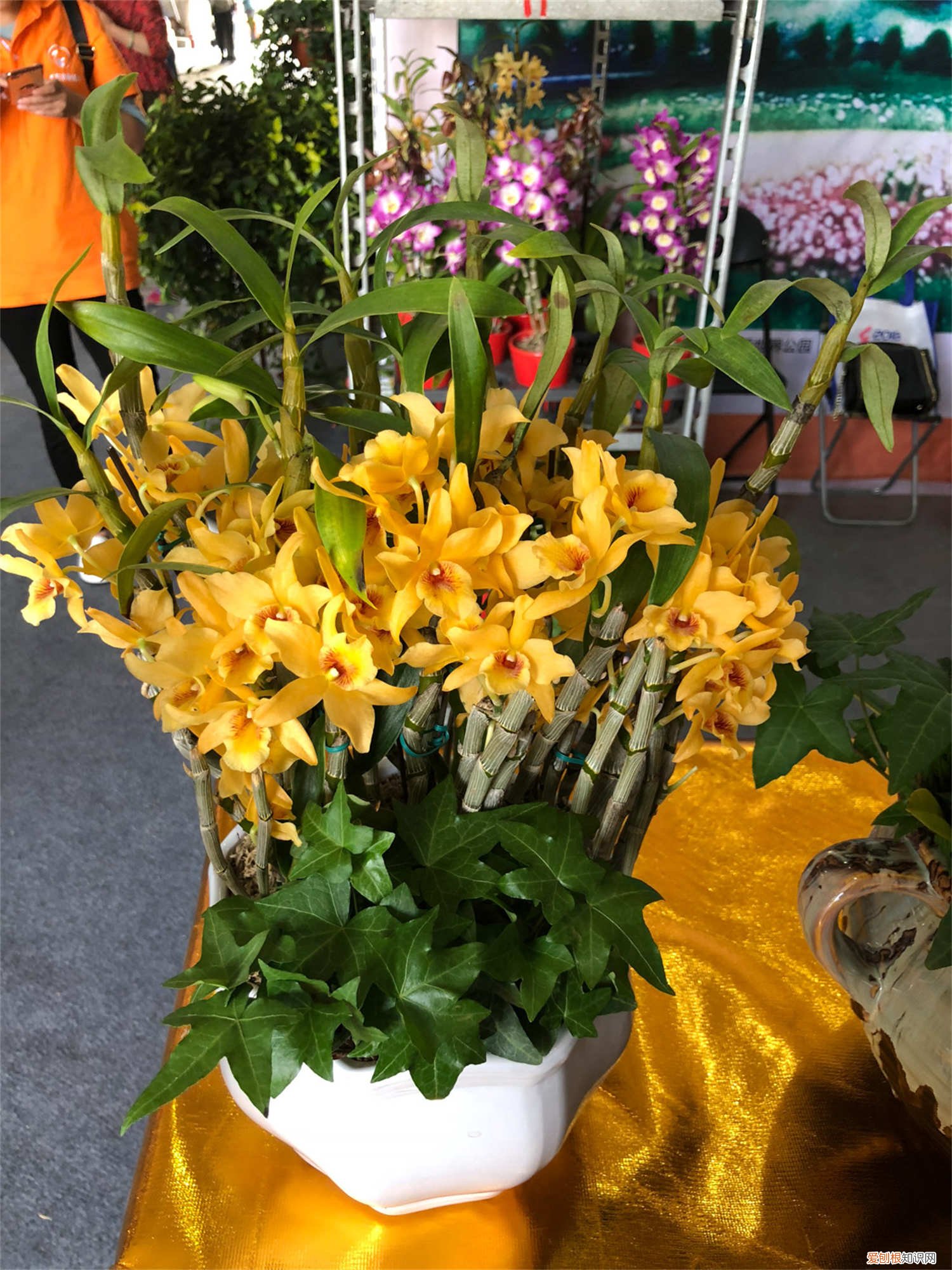 石斛的养殖方法 家庭 肿节石斛的养殖方法