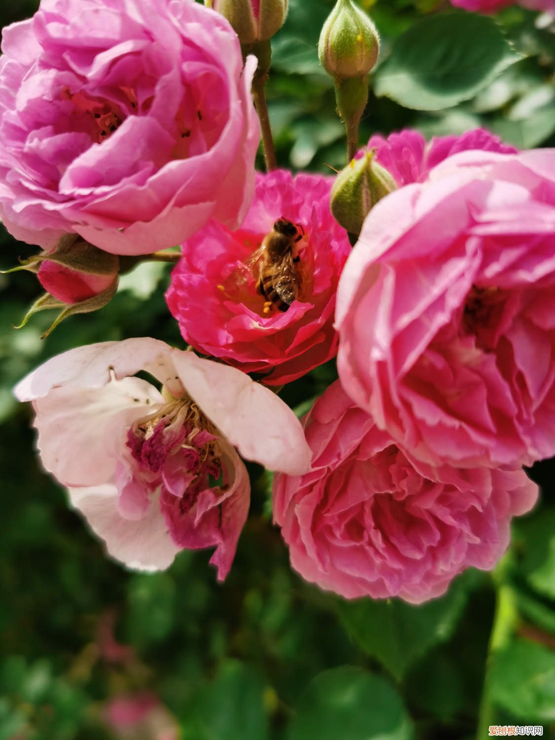 野蔷薇能养家里吗 怎么养野蔷薇