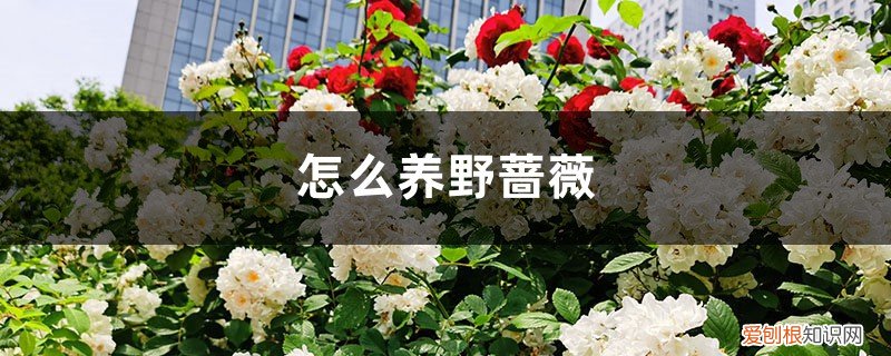 野蔷薇能养家里吗 怎么养野蔷薇