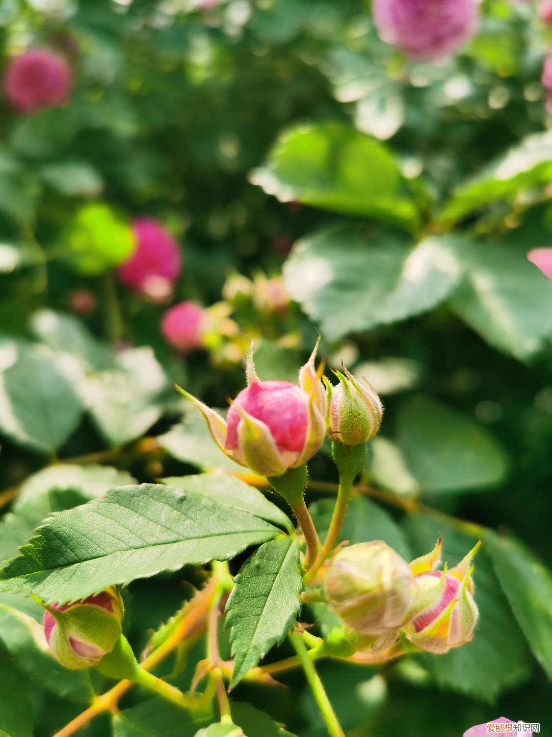 野蔷薇能养家里吗 怎么养野蔷薇