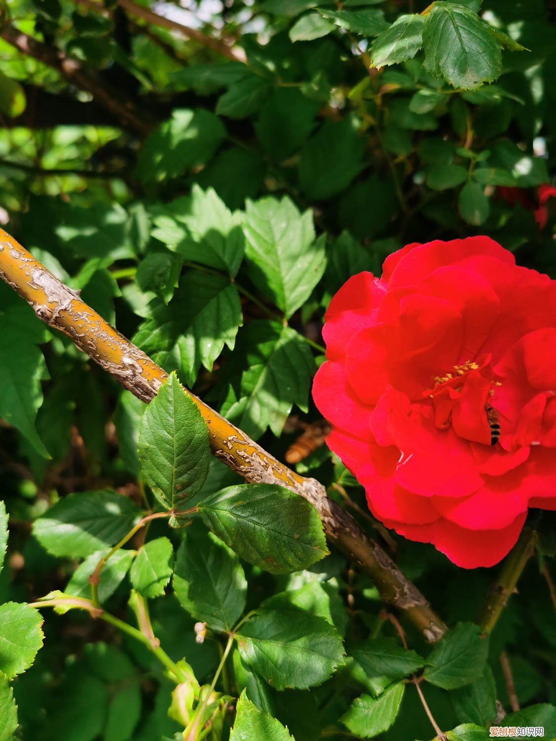 野蔷薇能养家里吗 怎么养野蔷薇