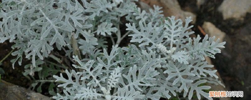 雪叶莲的养殖方法有哪些 雪叶莲的养殖方法