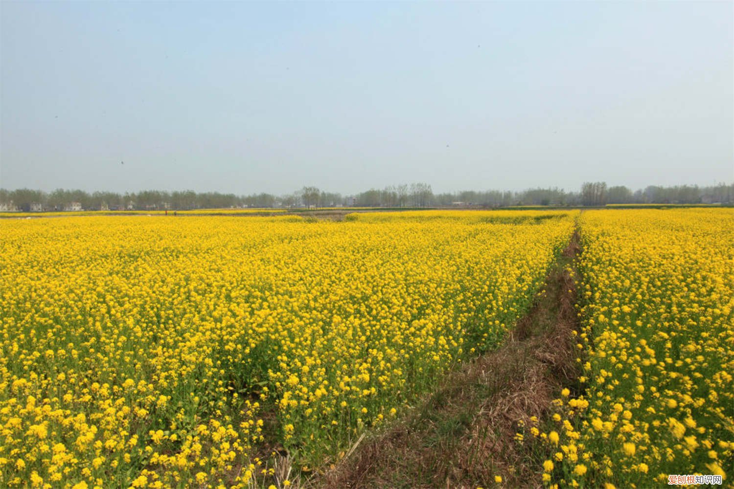 油菜花可以长成什么 油菜花怎么养长的好