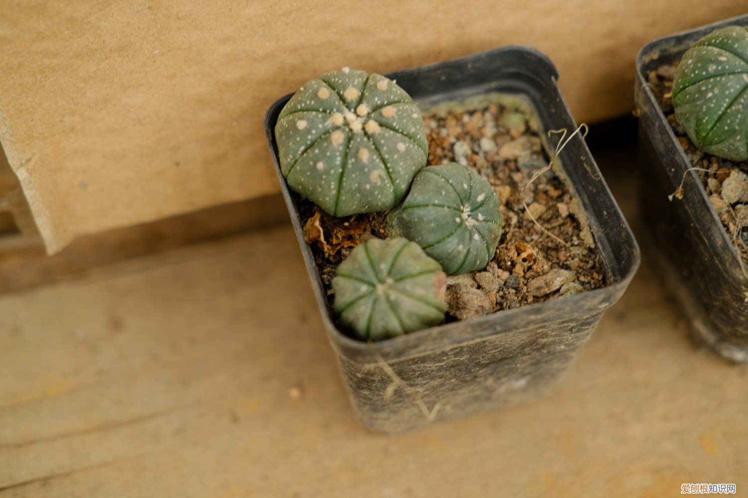 星兜适合用什么盆种 星兜的养殖方法