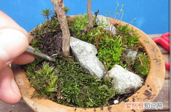 图 花盆土板结还能用吗 养花的土板结了怎么办