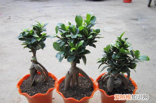 图 榕树盆景为什么掉叶子 榕树掉叶子是怎么回事