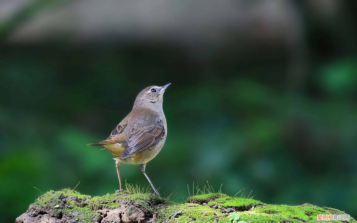 蓝靛颏鸟怎么大叫，蓝靛颏鸟大叫mp3