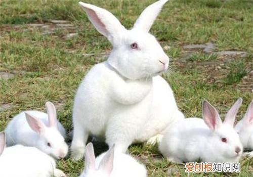 新西兰兔饲养，新西兰肉兔养殖技术