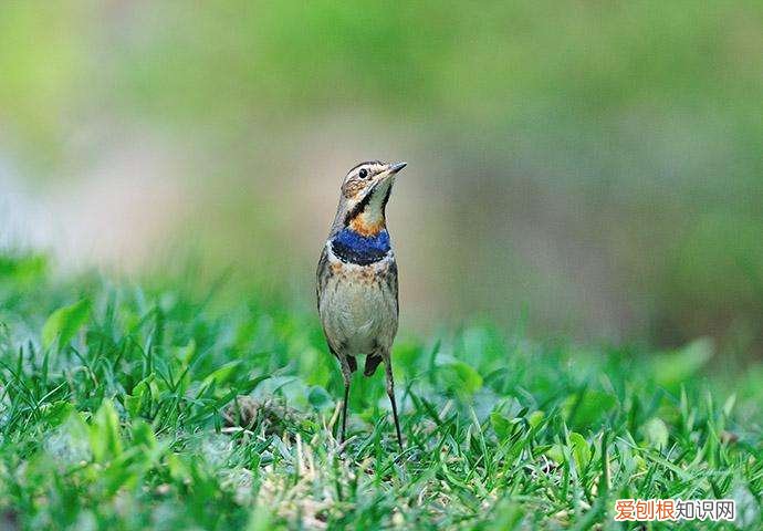 蓝点颏鸟如何挑选，蓝点颏怎么挑选