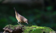 蓝靛颏鸟怎样不怕人，蓝靛颏鸟怕冷吗